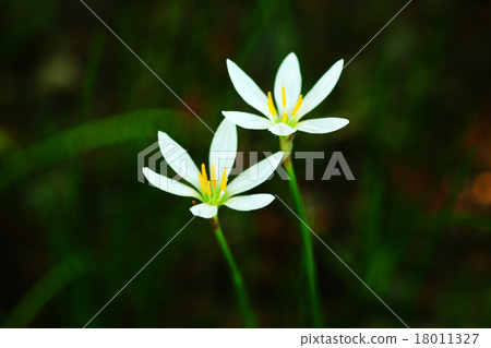 Thamasdare's flowers blooming in the shade 18011327