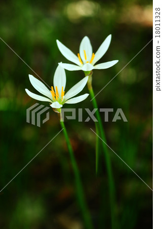 Thamasdare's flowers blooming in the shade 18011328