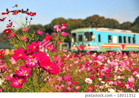 Cosmos and Tarumori Railway 18011352