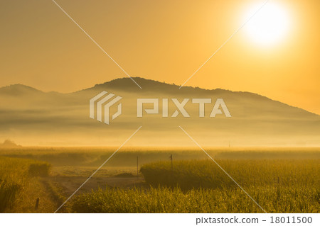 Rural scenery of morning fog 18011500