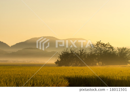 Rural scenery of morning fog 18011501