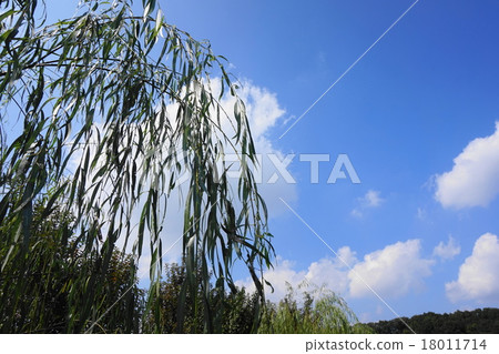 Willow tree Willow tree 18011714