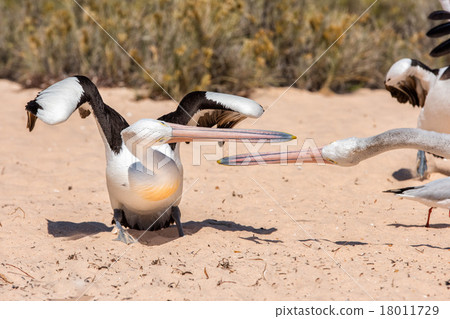 Pelicans while fencing on the beach Pelicans while fencing on the beach 18011729