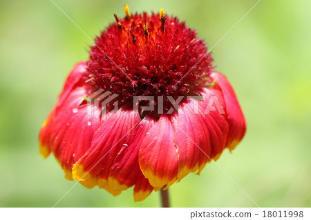 Wilted Guiraudia 18011998