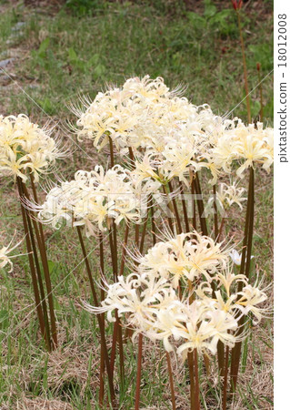 白竹筍 白竹筍 18012008