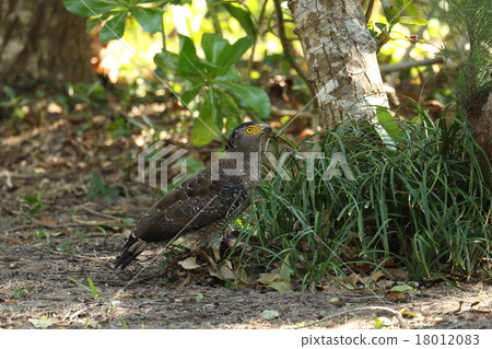 Living birds Common reef, bottom coast forest. I am going down to the ground and searching for food ③ Living birds Common reef, bottom coast forest. I am going down to the ground and searching for food ③ 18012083