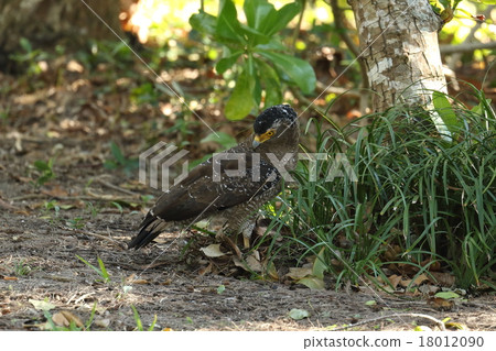 Living birds Common reef, bottom coast forest. I am going down to the ground and searching for food ① Living birds Common reef, bottom coast forest. I am going down to the ground and searching for food ① 18012090