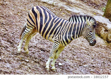Zebras in their natural habitat. Zebras in their natural habitat. 18012157