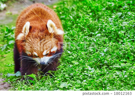 Cute Red Panda. Cute Red Panda. 18012163