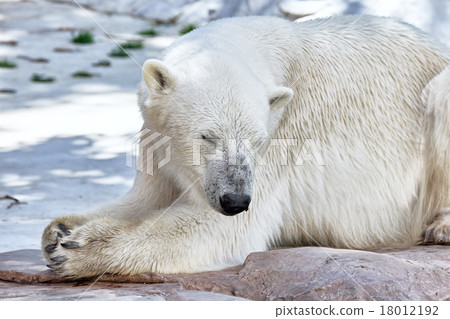 Polar white  bear in his  natural habitat. 18012192