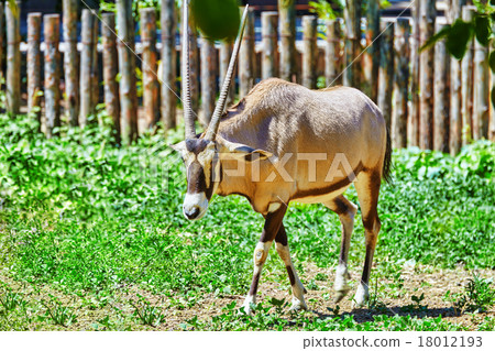 Oryx Gazella. National Forest. 18012193