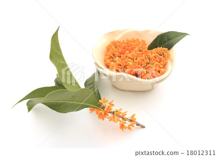 The scent of the quince 18012311