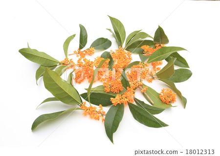 The scent of the quince 18012313
