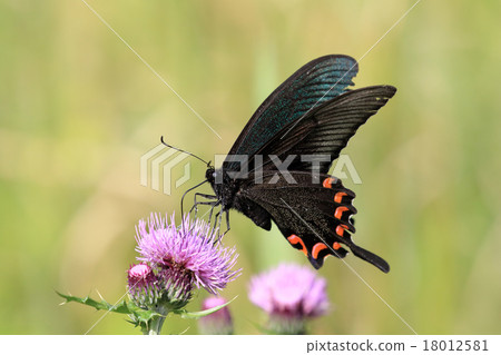 癒傷組織Swallowtail 18012581