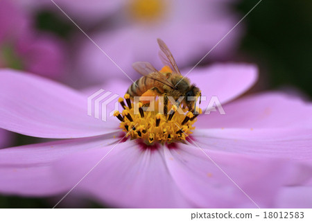 宇宙和蜜蜂 18012583