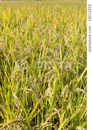 Wheat field Wheat field 18012858