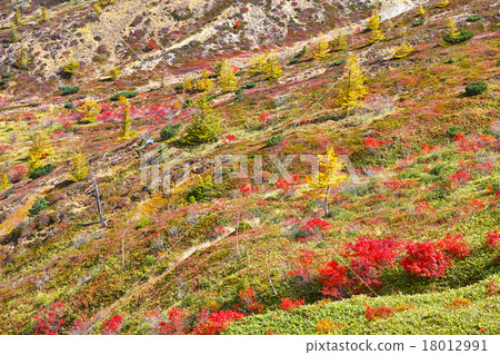 The scenery of the flat of Shibanegi autumnal leaves season 18012991