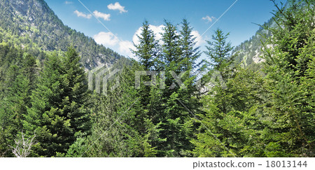 spruce forest on the hillside 18013144