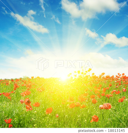 field with poppies and sun on blue sky field with poppies and sun on blue sky 18013145