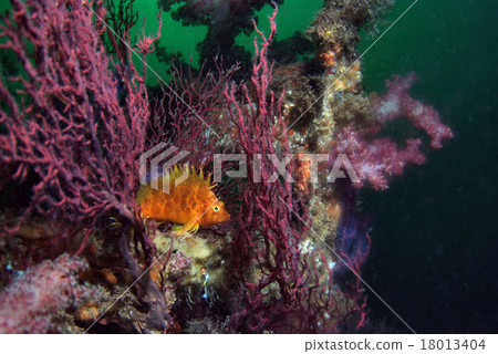 山羊和Oggombes 18013404