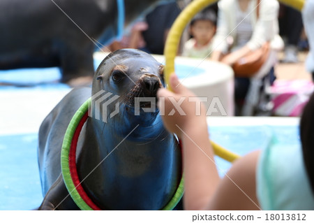 海獅表演 18013812