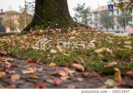 Autumn leaves Autumn leaves 18013847