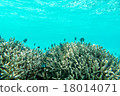 馬爾代夫水下景觀 18014071