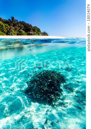 馬爾代夫水下景觀 18014074