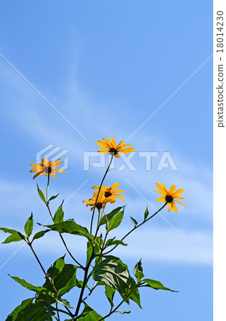 耶路撒冷朝鮮薊花 耶路撒冷朝鮮薊花 18014230