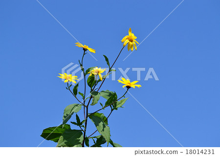 耶路撒冷朝鮮薊花 耶路撒冷朝鮮薊花 18014231