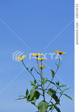 耶路撒冷朝鮮薊花 18014232