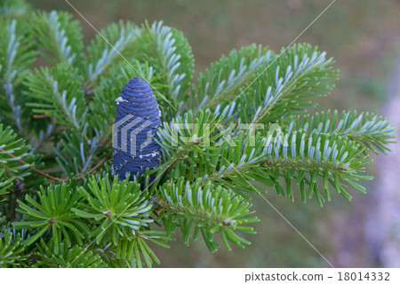 Korean fir cone 18014332