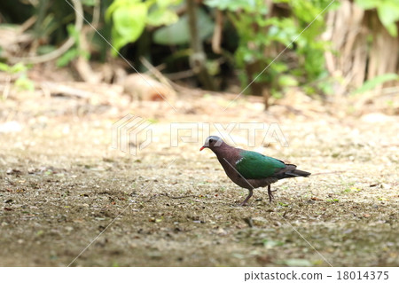 Creatures birds Kimbat, beautiful small pigeons. It is hard to meet even on Ishigaki-jima in the habitat 18014375