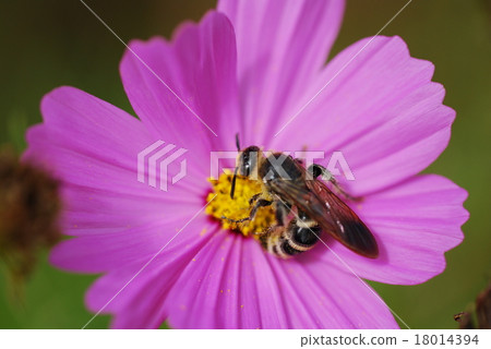 Bees and Cosmos 18014394