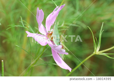 Electric pigeon and cosmos 18014395
