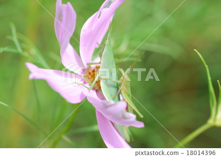 Electric pigeon and cosmos 18014396