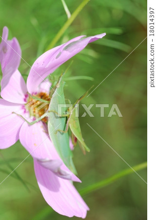 Electric pigeon and cosmos 18014397