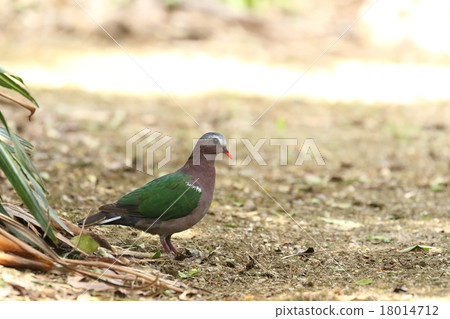 Creatures birds Kimbat, beautiful small pigeons. Vigilance is strong and rarely appears in public 18014712