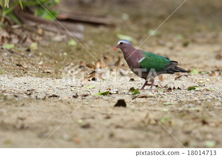Creatures birds Kimbat, beautiful small pigeons. You may see feeding early in the morning or at dusk on the ground 18014713