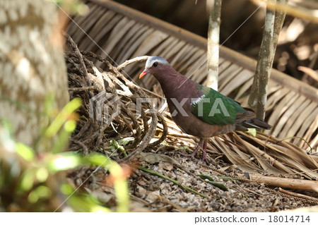 Creatures birds Kimbat, beautiful small pigeons. It is a colorful bird but it blends into the surrounding color in the deep forest 18014714