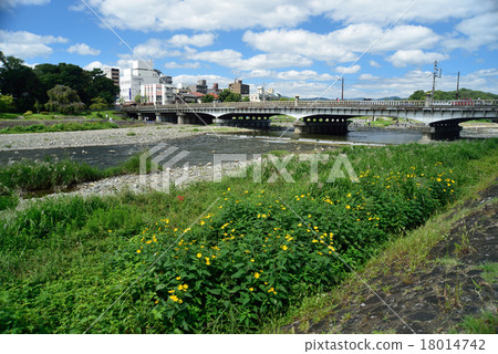 耶路撒冷朝鮮薊和Kamo Ohashi在Kamogawa河開花 18014742