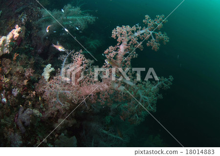 Soft coral and fish 18014883