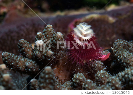 Midoriishi Coral and Ibarakanzashi Midoriishi Coral and Ibarakanzashi 18015045