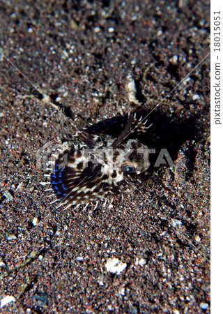 Spreading semihoko juvenile fish Spreading semihoko juvenile fish 18015051