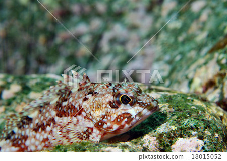 Fellow of the rocky caterpillar, juvenile fish Fellow of the rocky caterpillar, juvenile fish 18015052