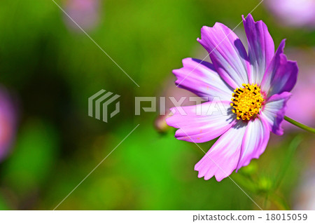 宇宙(秋天的櫻桃) 宇宙(秋天的櫻桃) 18015059