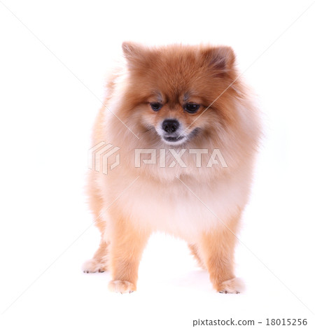 brown pomeranian dog isolated on white background brown pomeranian dog isolated on white background 18015256