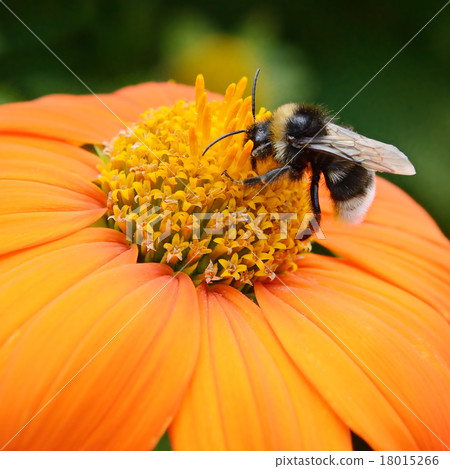 Big bumble bee on flower Big bumble bee on flower 18015266