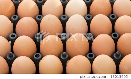 fresh organic eggs from chicken farm agriculture 18015405