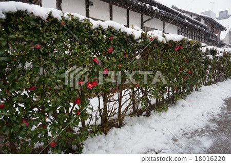 山茶花牆 山茶花牆 18016220